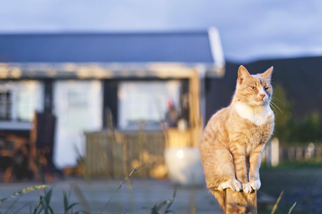 Akurgerthi Guesthouse 2 - Country Life Style Olfus エクステリア 写真